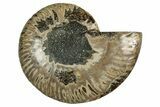Cut & Polished Ammonite Fossil (Half) - Madagascar #344419-1
